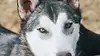 husky safari lapland private railakka huskies kuusamo