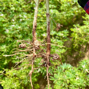 Zavádění pěstování luskovin s cílenými nápravnými opratřeními půdy