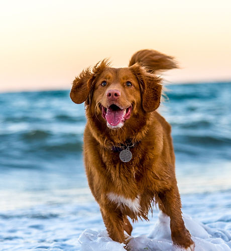 dog%20running%20on%20beach%20during%20da