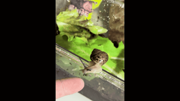 A. despecta sieboldiana