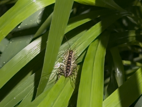흰불나방을 사냥하는 그리마(House Centipede)