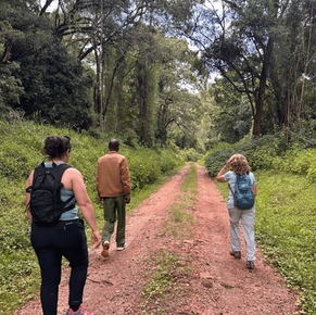 The Tree Nursery Protecting Mount Elgon, One Fence Post at a Time