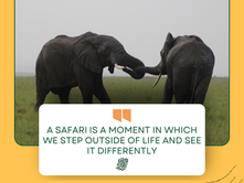Kenya Safari for Your 50th Birthday Celebration