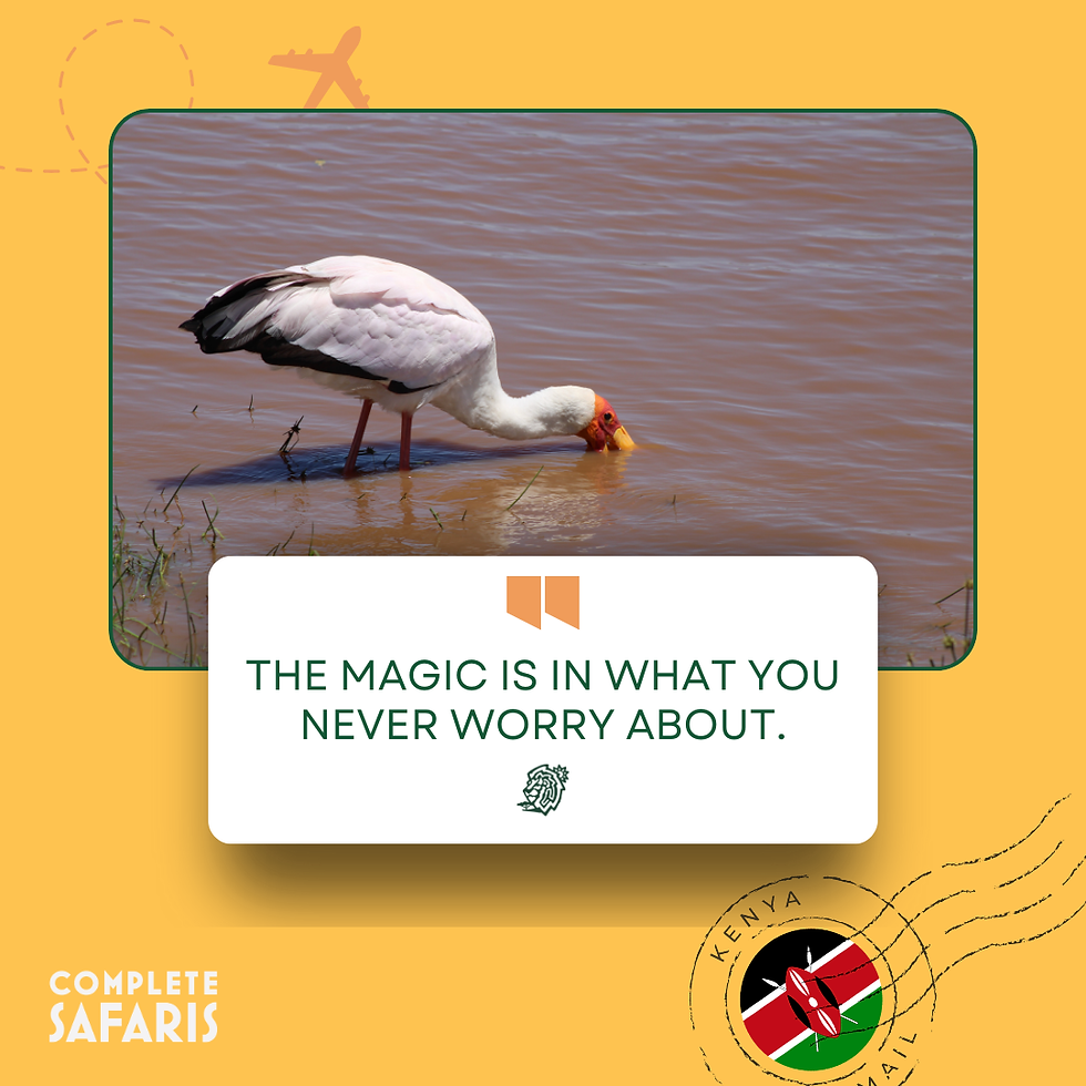 Photo of saddle billed stork and a quote that reads "the magic is in what you never worry about"