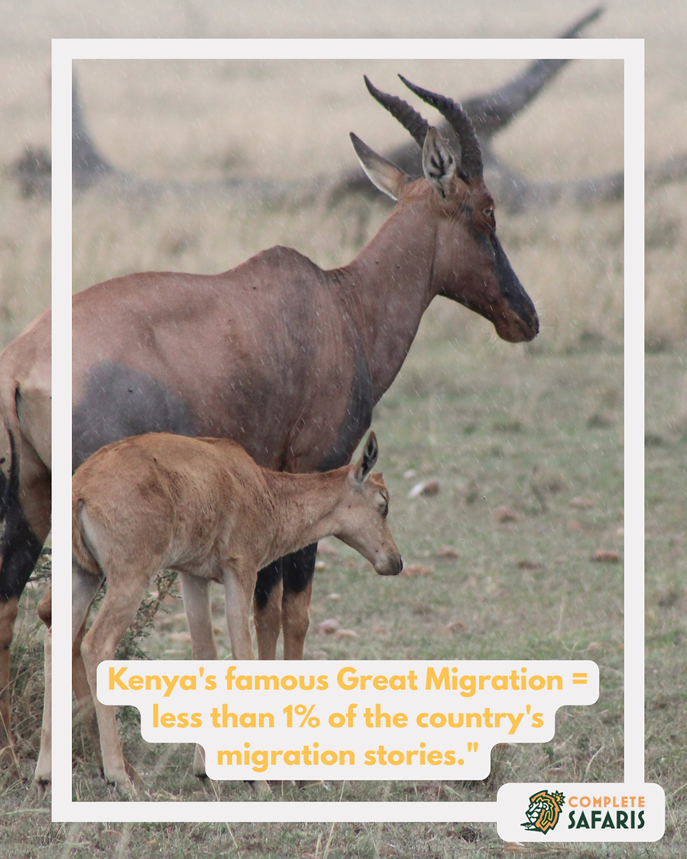 Kenya's famous Great Migration equals less than 1% of the country's migration stories.
