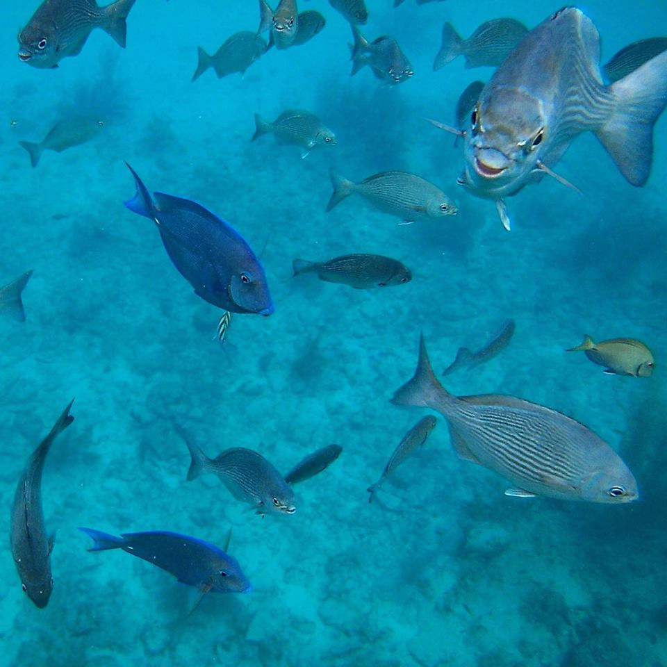 san andres 4