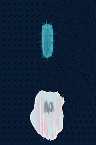 White Blood Cell engulfs