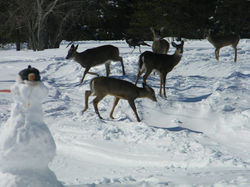 snow+vs+5deer+and+a+turkey