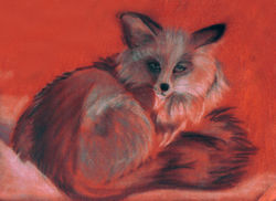 fox