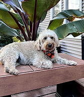 Maggie - Labradoodle Dog