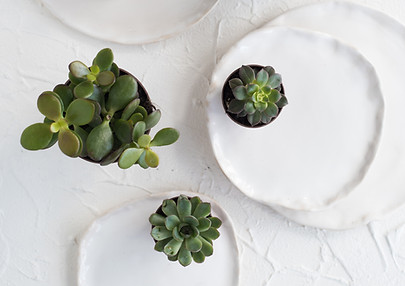 Succulents