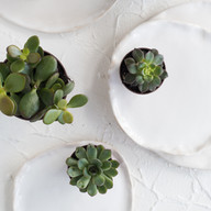 Succulent plants