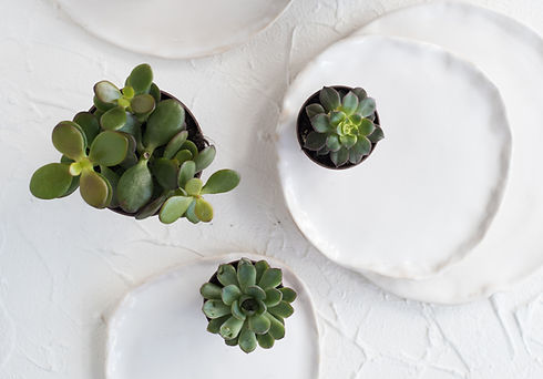 Succulents