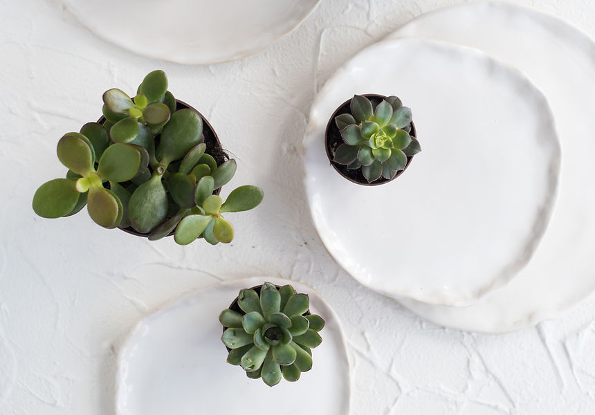 Succulents