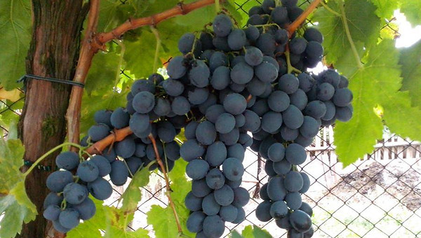 Michele Palieri Görsel.jpg