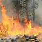 Wildfire.jpg