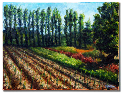 Thinus Slabber _ Early summer sprouting