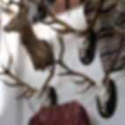 Taxidermia.jpg