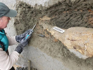 61 | Dinosaurs, Digging, & Interdisciplinary Education at the Tate Museum | with JP Cavigelli a