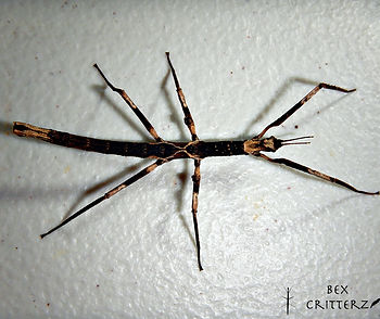 Lichen Crown Stick Insect 1.jpg