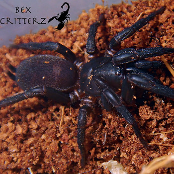 Ixamatus sp. A1.jpg
