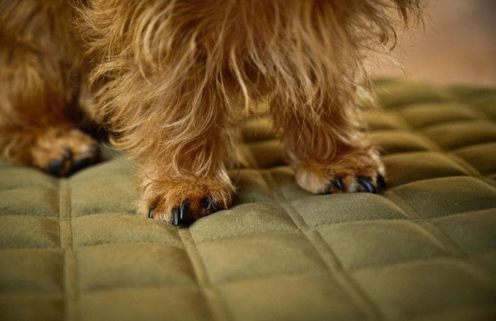 Thumbnail: OXFORD blanket - Olive