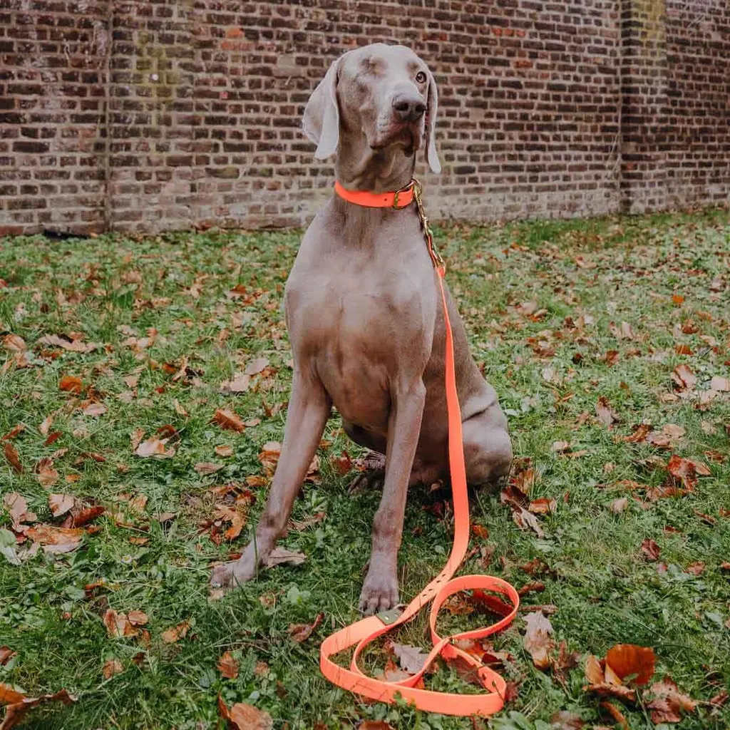 HEY LANA Führleine Outdoor Orange/Grün