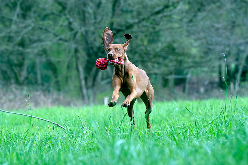 Miniaturbild: Maxi Schleuderball