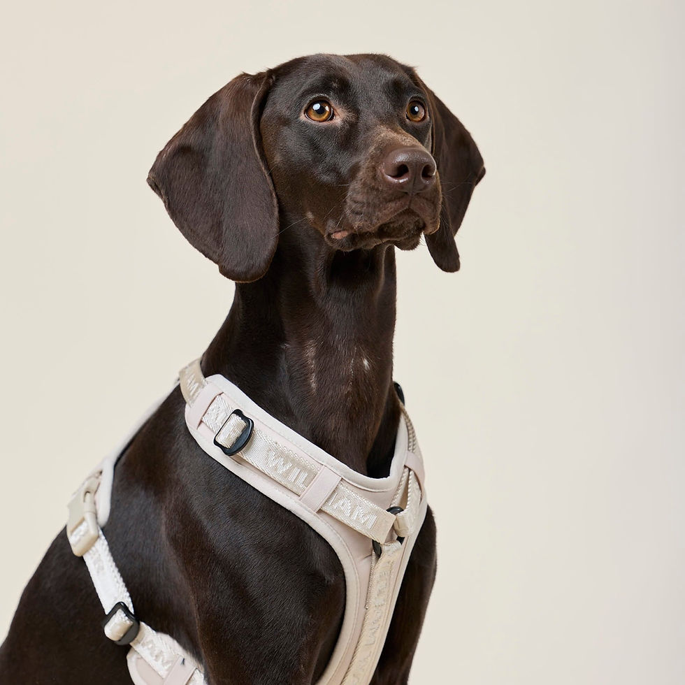 Thumbnail: Jacquard Nylon Hundegeschirr Apex