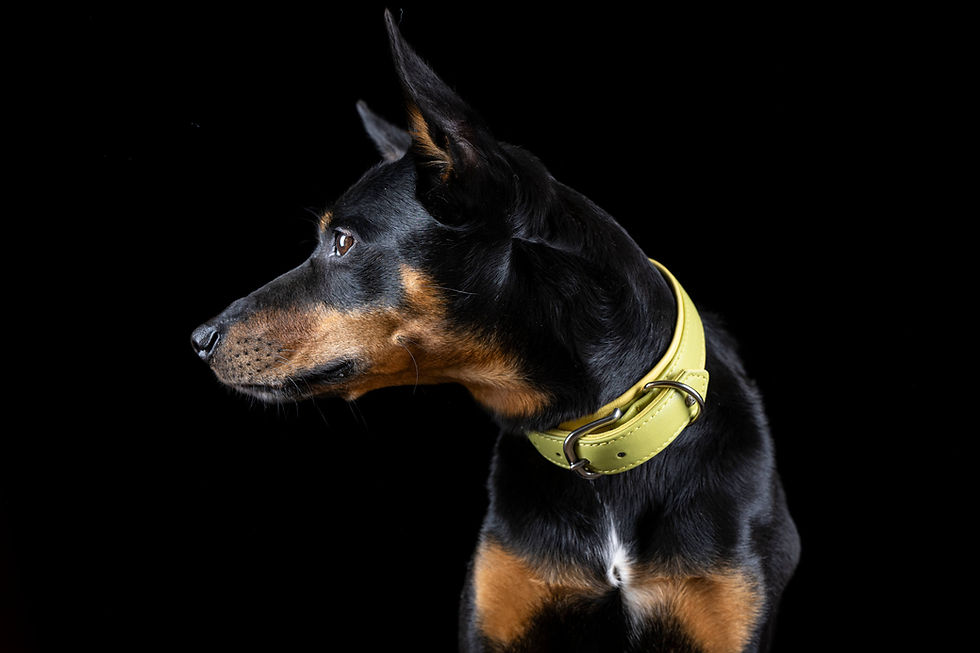 Miniaturbild: AMICI - Nappa-Halsband Lemon