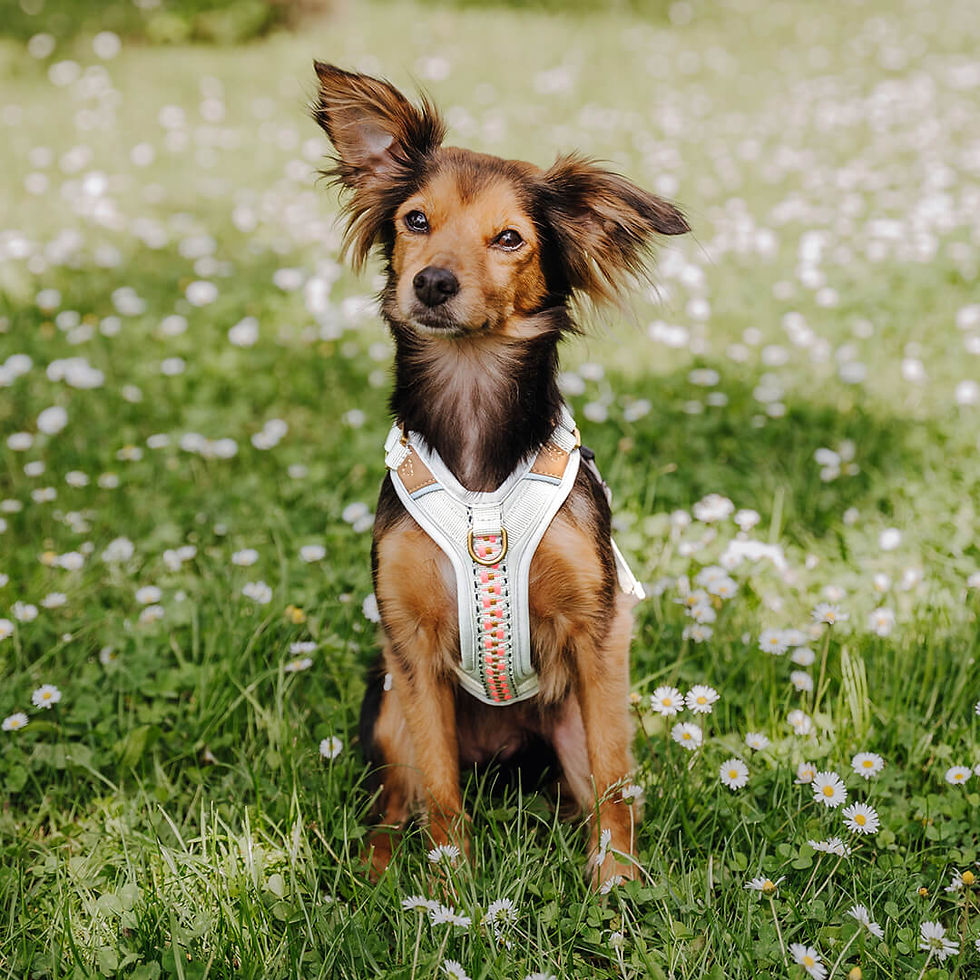Thumbnail: HEY LANA premium dog harness pink/beige