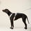 Thumbnail: Jacquard Nylon Hundegeschirr Apex