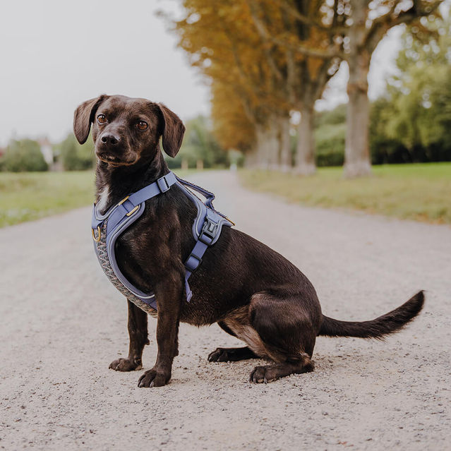 Miniaturbild: HEY LANA Premium Hundegeschirr Blau