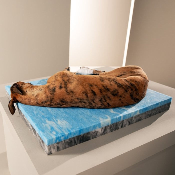 Miniaturbild: ORTHO Hundebett  OXFORD - Taupe