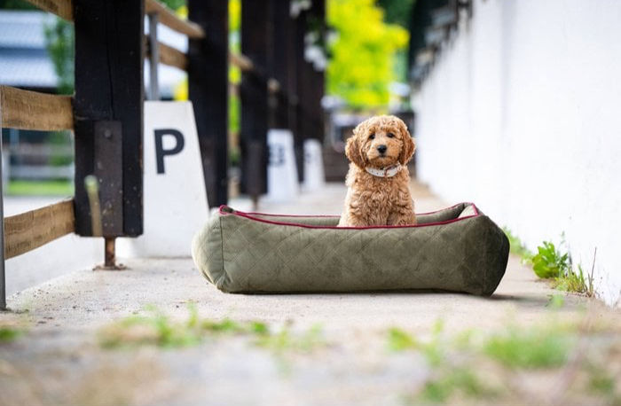 Miniaturbild: CLASSIC Hundebett  OXFORD - Olive