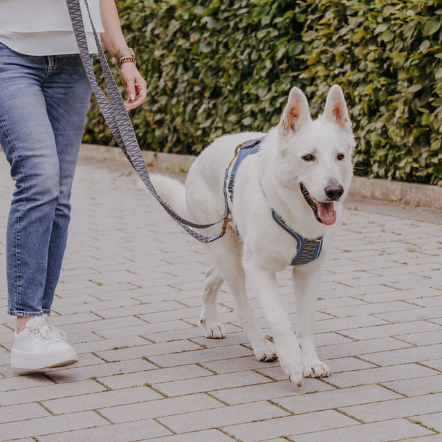 Miniaturbild: HEY LANA Premium Hundegeschirr Blau