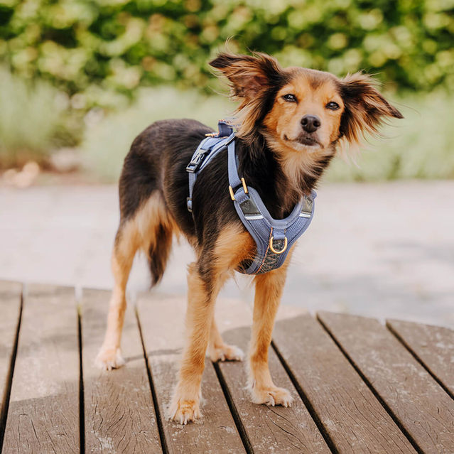 Miniaturbild: HEY LANA Premium Hundegeschirr Blau