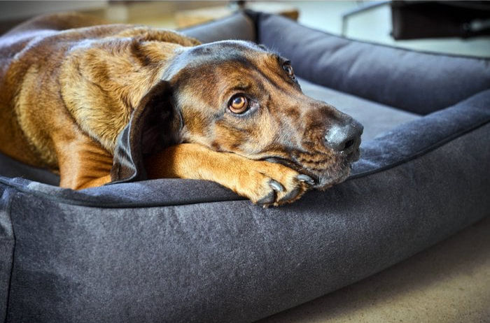 Miniaturbild: CLASSIC Hundebett BUFFALO - Graphite