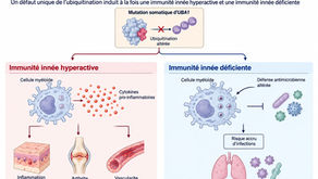 Schéma du syndrome VEXAS : une mutation du gène UBA1 entraîne à la fois une inflammation excessive et un déficit immunitaire