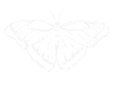 butterfly.png
