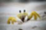 Sand crab