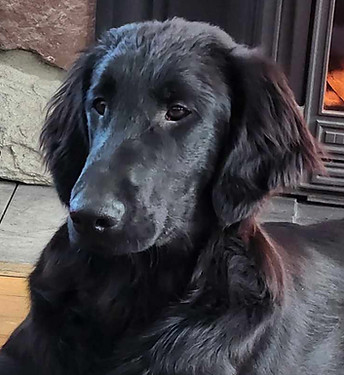 Raven - 6 months.jpeg