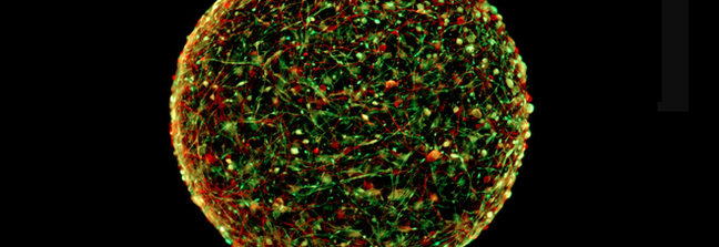 Predicting the toxicity of drugs without animal testing