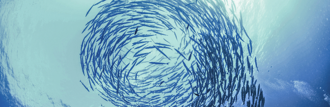 The Dance Performance of Fish schools