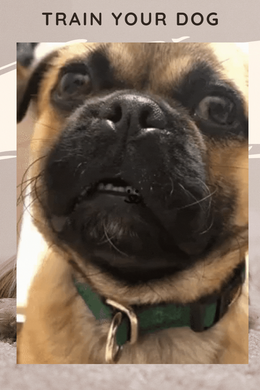 Dog_For_Pinterest_1.gif