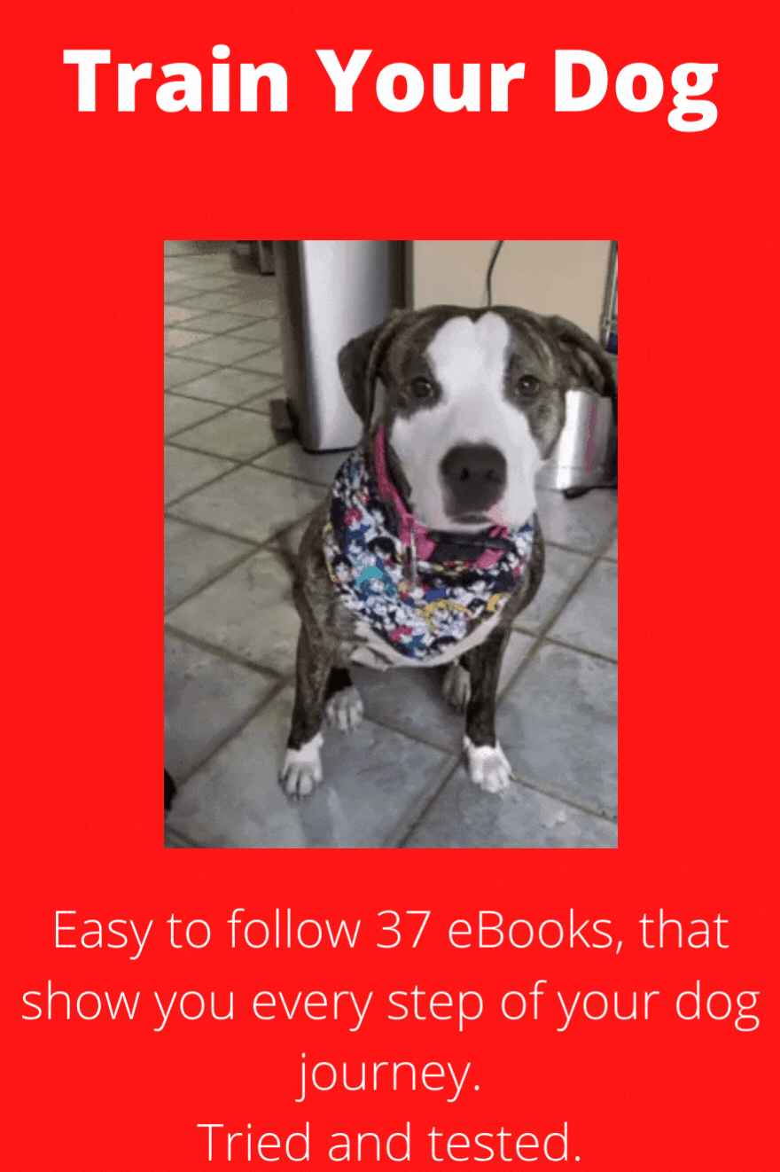 Dog_For_Pinterest_3.gif