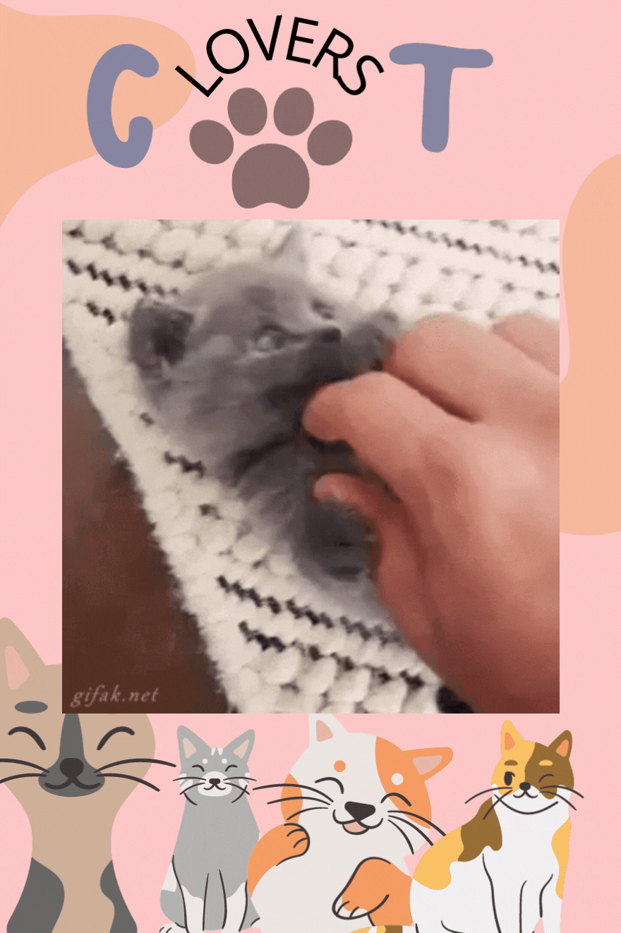 Cat_For_Pinterest_2.gif