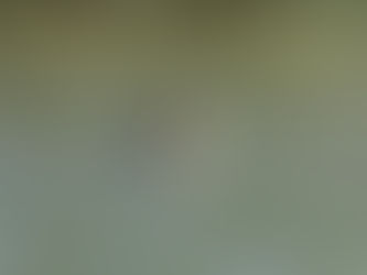 Nesting swans and the first ducklings