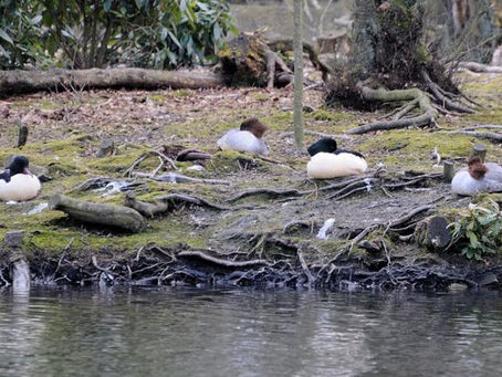 Sleeping Goosanders and battling Coots