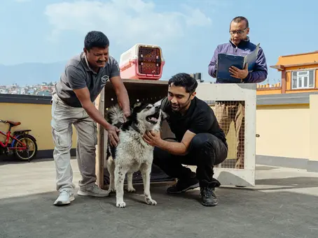 The Complete Guide to International Pet Relocation